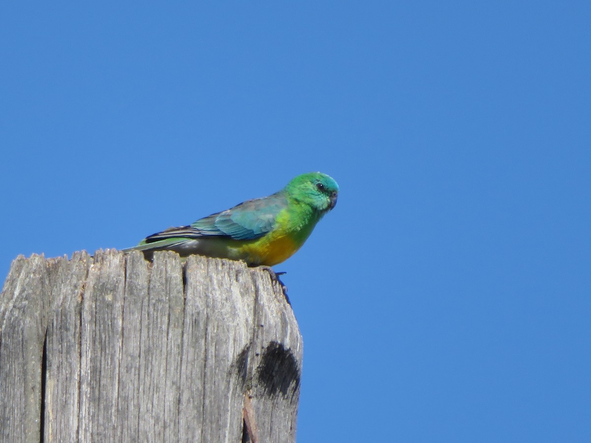 Red-rumped Parrot - Christine D