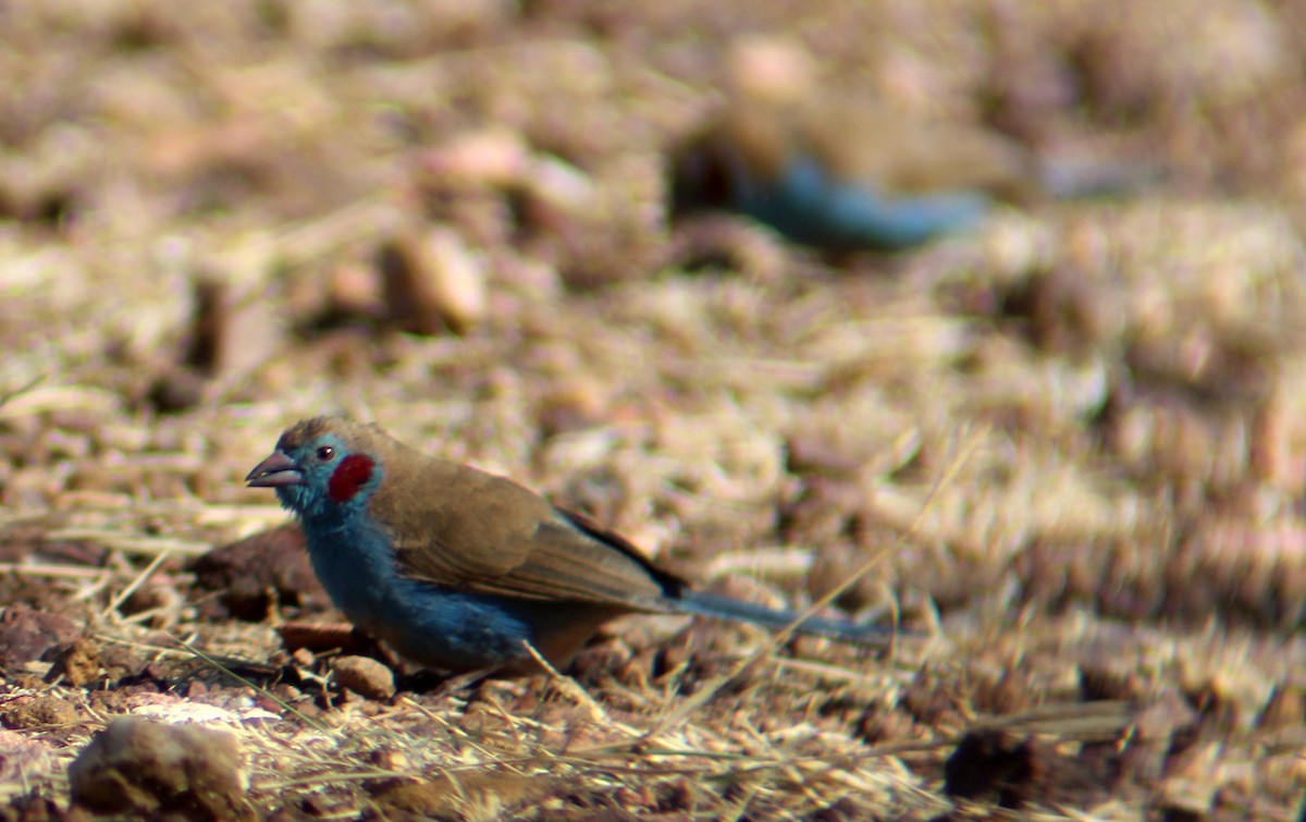 Red-cheeked Cordonbleu - ML609374870