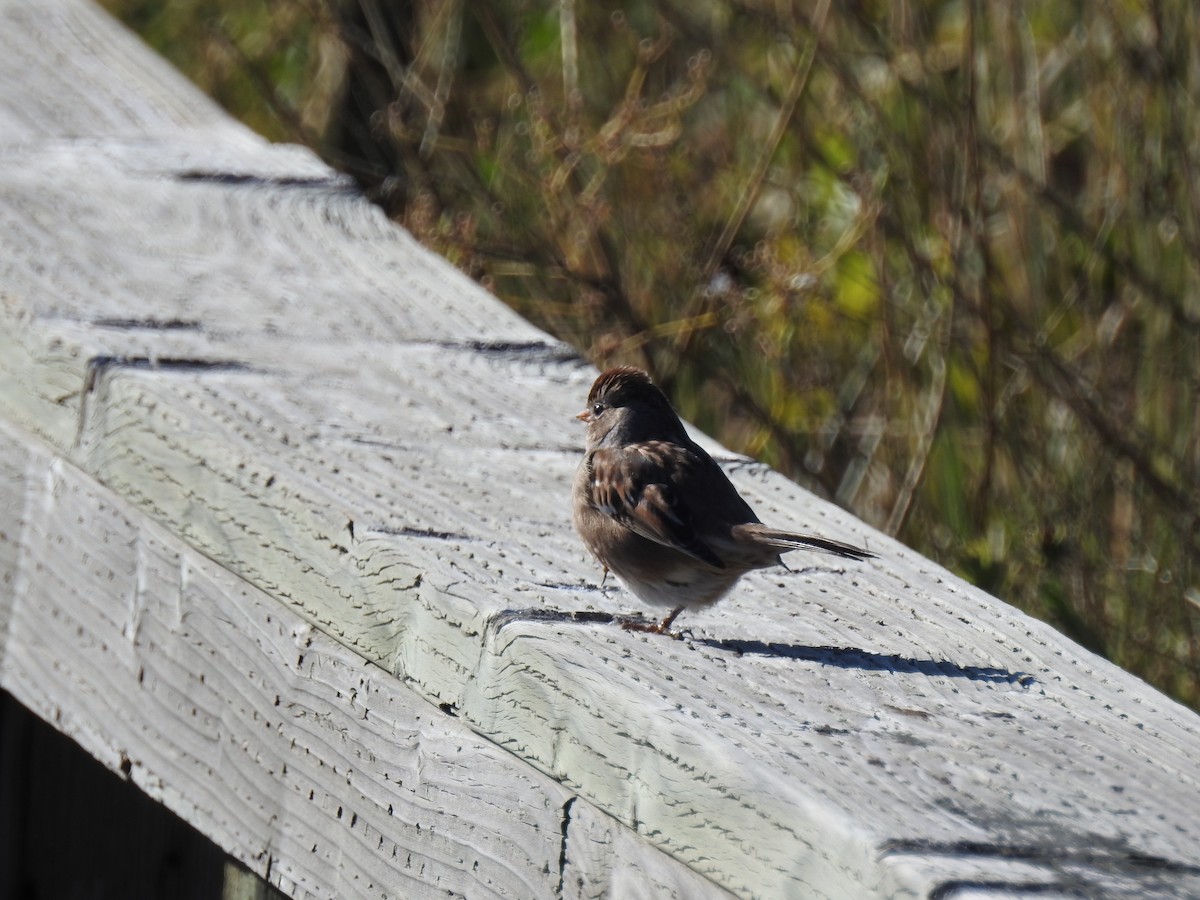 White-crowned Sparrow - Jordan Rowley