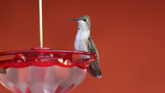 Calliope Hummingbird - ML609374908