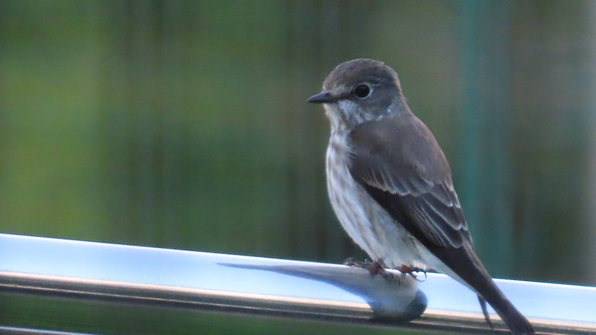 Gray-streaked Flycatcher - YUKIKO ISHIKAWA