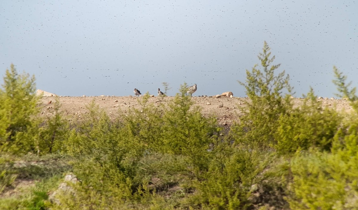 Black-bellied Plover - ML609375296