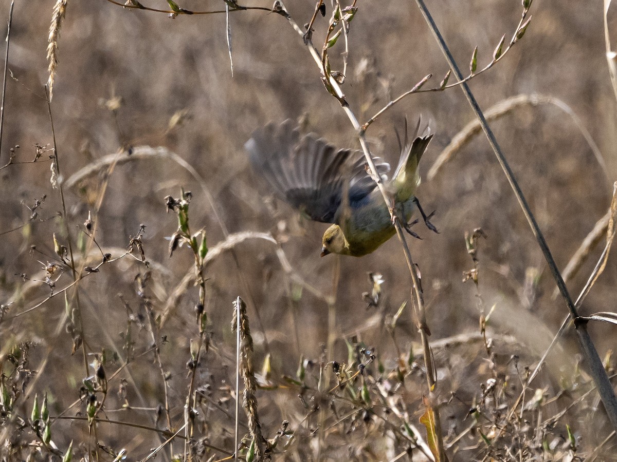 Lesser Goldfinch - Au Nguyen