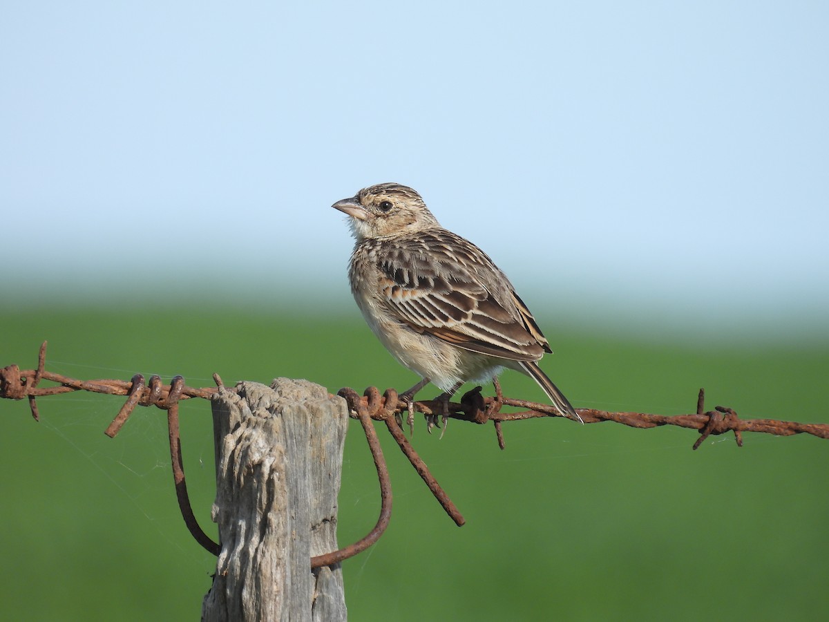 Singing Bushlark - Praveen Bennur