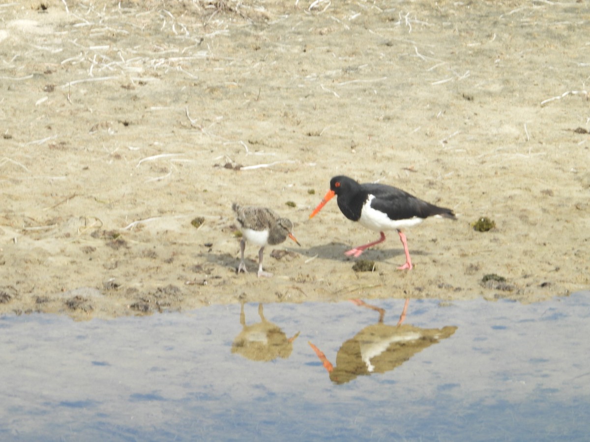 Pied Oystercatcher - ML609375515