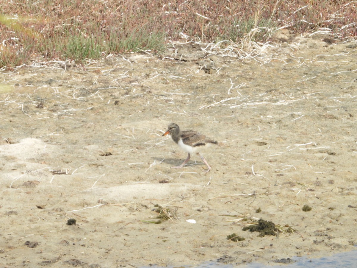 Pied Oystercatcher - T&A  B