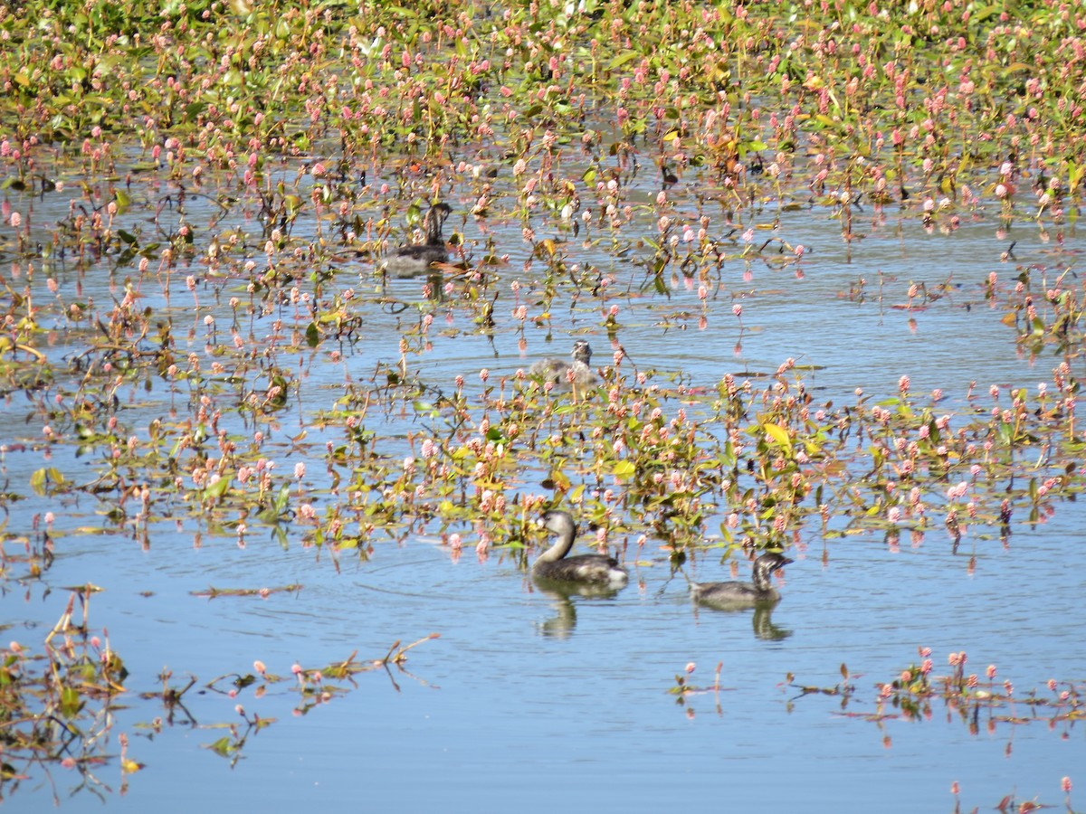 Pied-billed Grebe - ML609375547