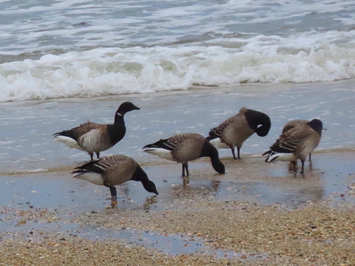 Brant (Atlantic) - ML609375590