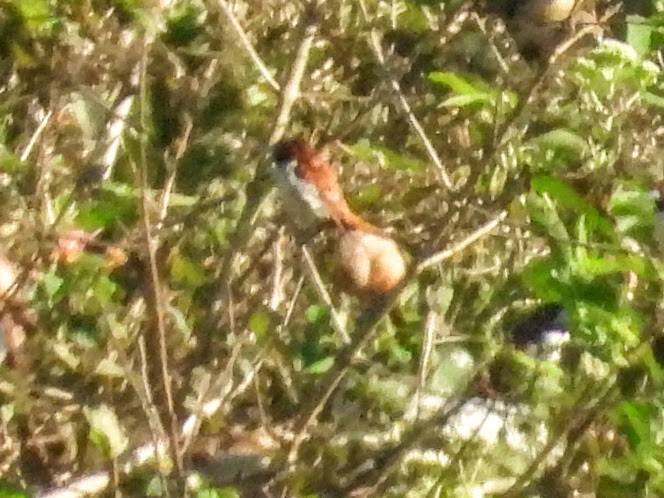 Five-colored Munia - Warren Regelmann