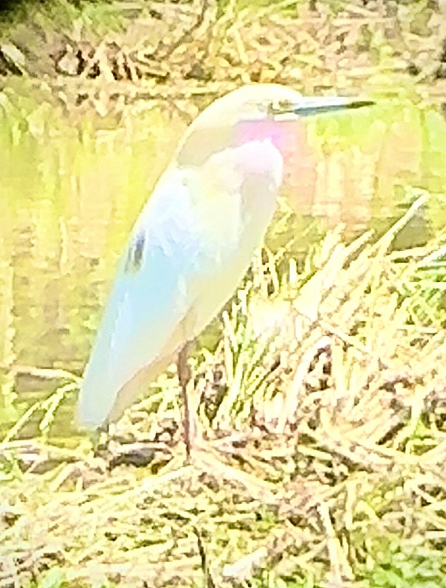 Malagasy Pond-Heron - Hemroulle Jean-Bernard