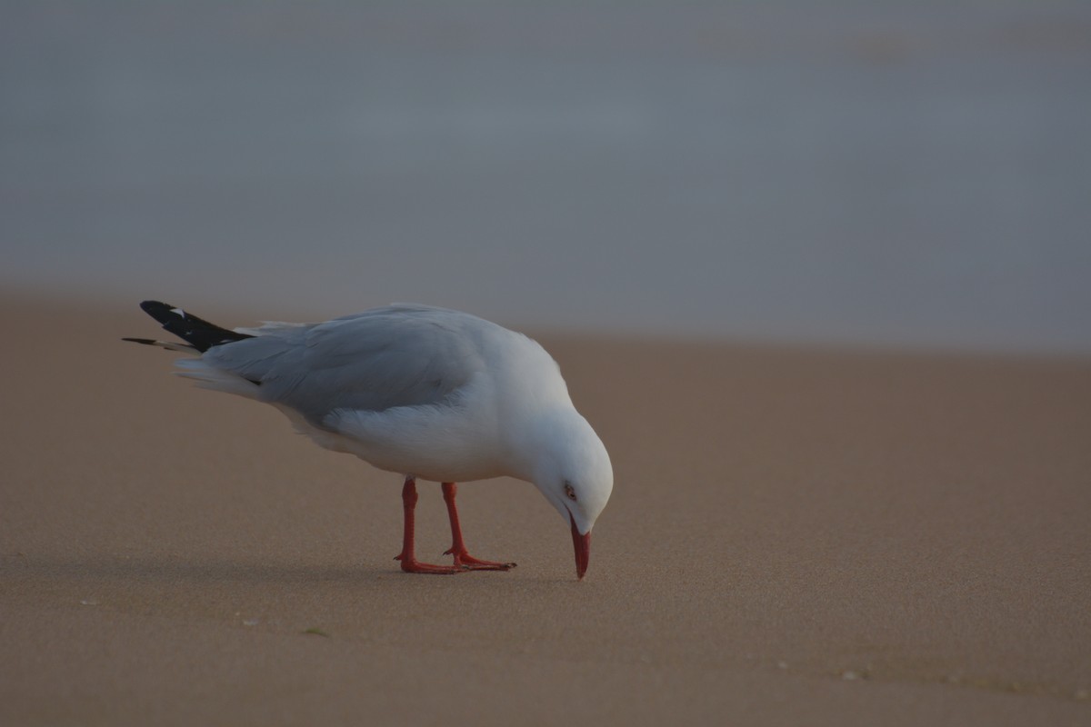 Silver Gull - Mark Nisbet