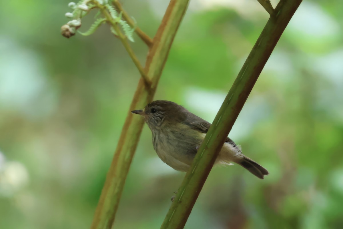 Striated Thornbill - ML609375843