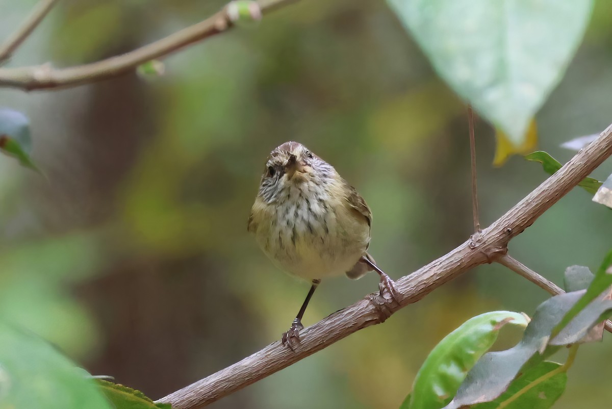 Striated Thornbill - ML609375844