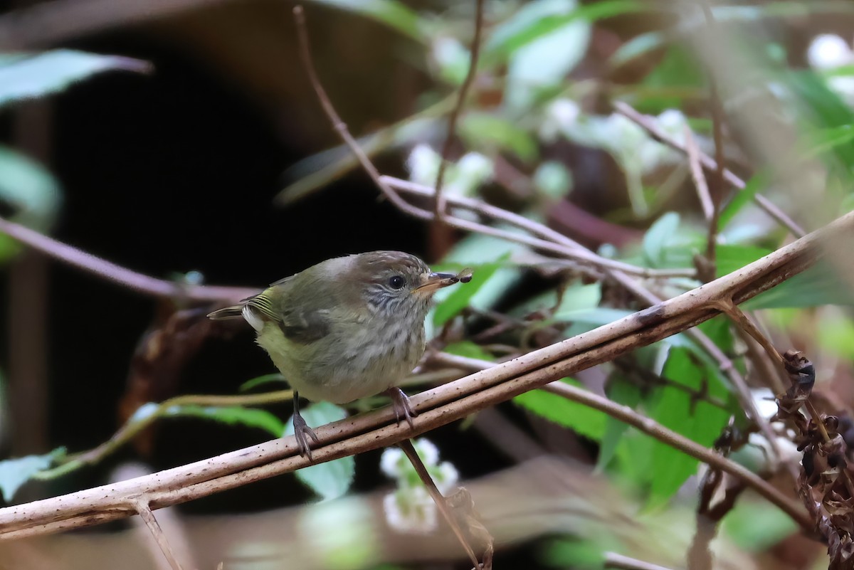 Striated Thornbill - ML609375847