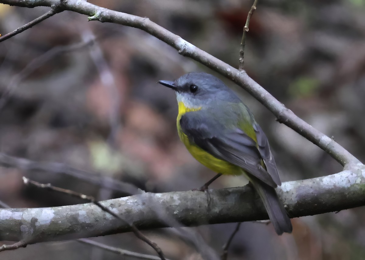 Eastern Yellow Robin - Heather Williams