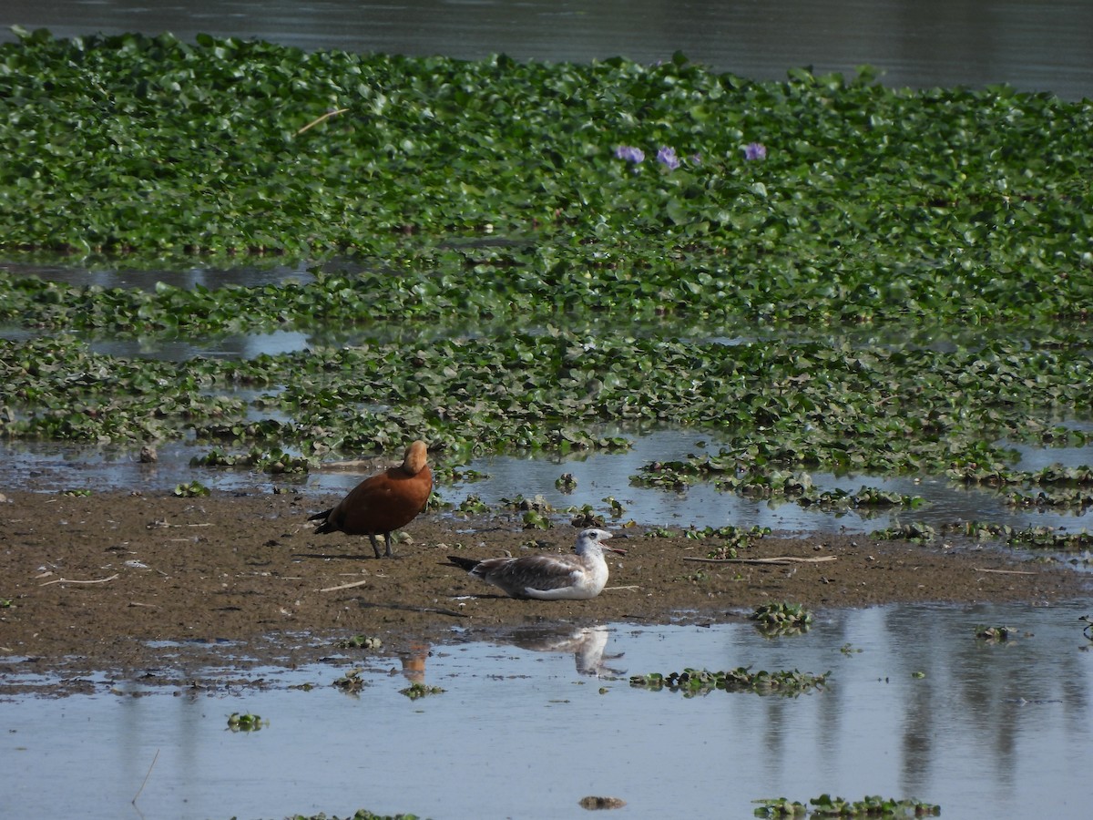 Pallas's Gull - ML609375901