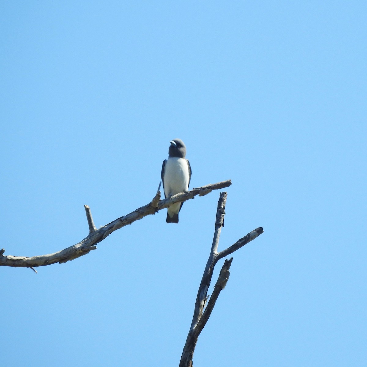 White-breasted Woodswallow - ML609375958