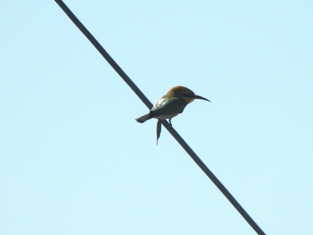 Rainbow Bee-eater - ML609375959