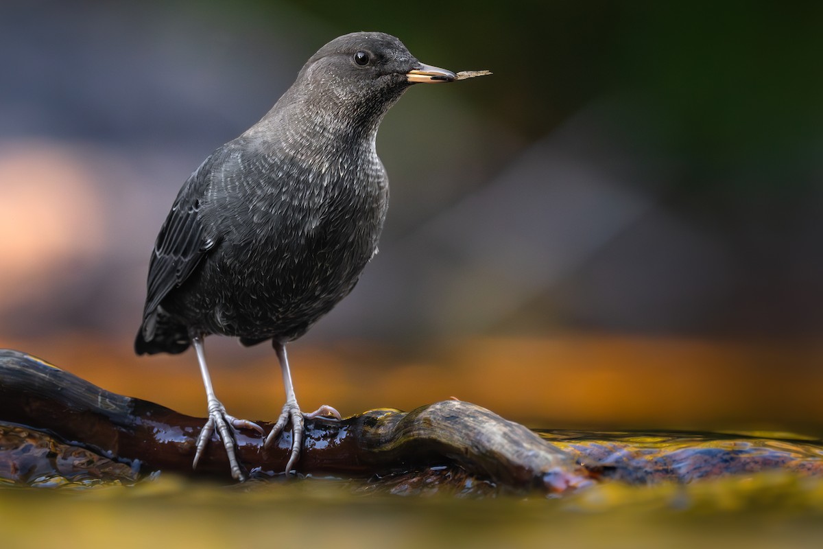 American Dipper - ML609375971