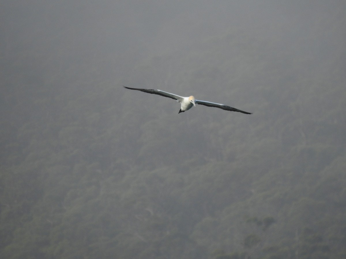 Australasian Gannet - ML609376005