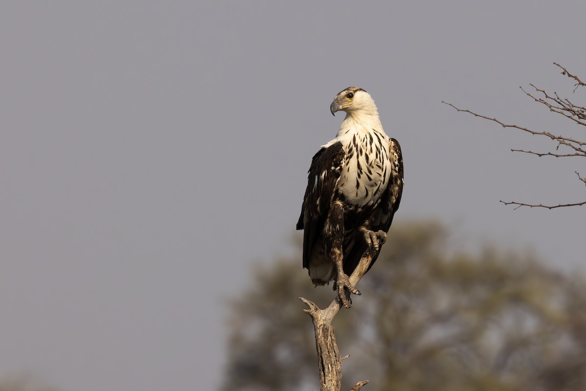 African Fish-Eagle - ML609376064