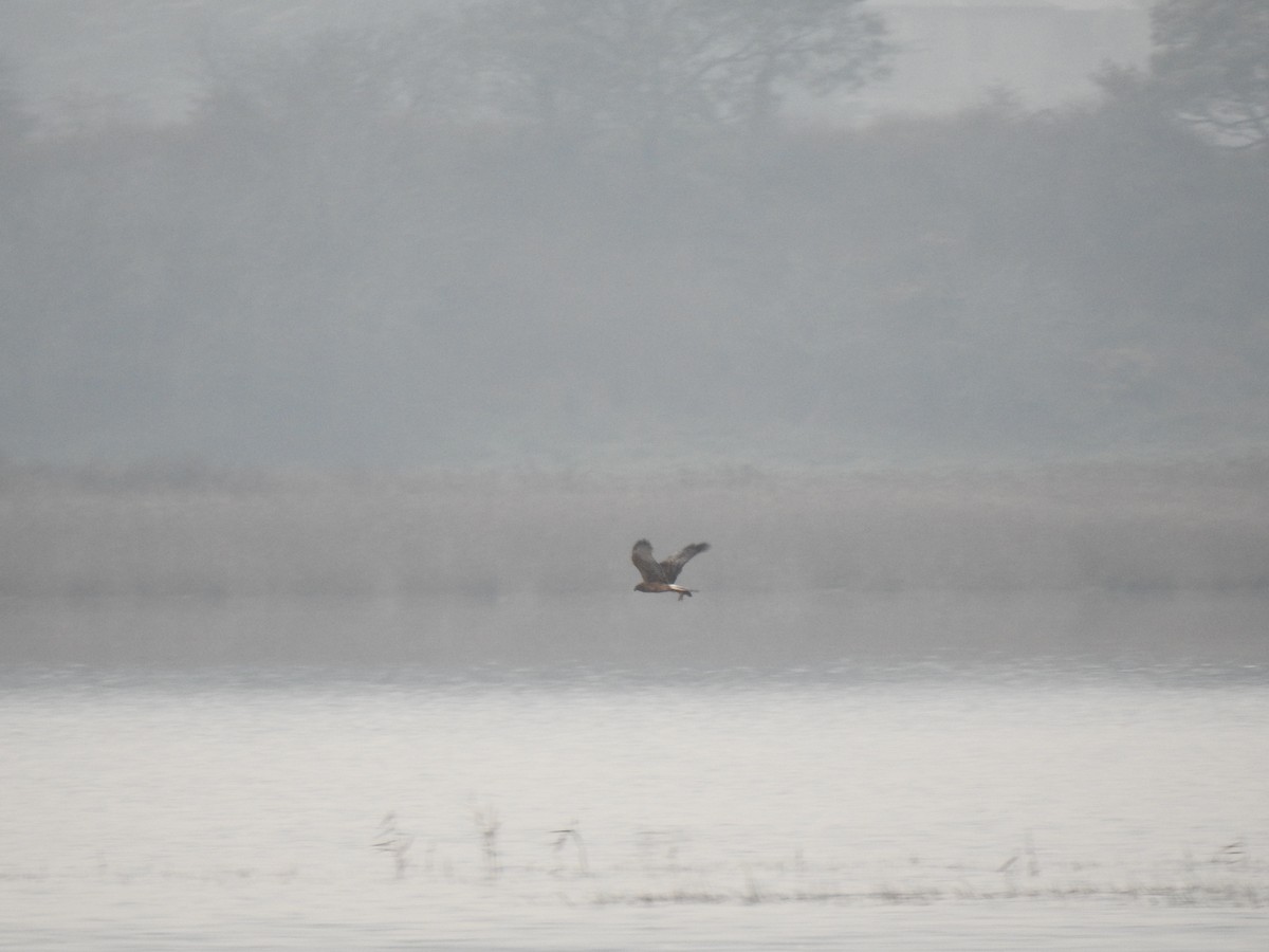 Swamp Harrier - ML609376104