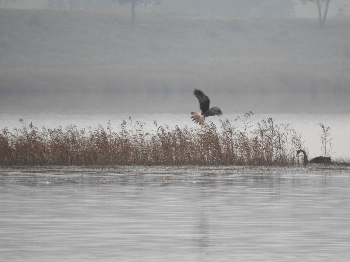 Swamp Harrier - ML609376105