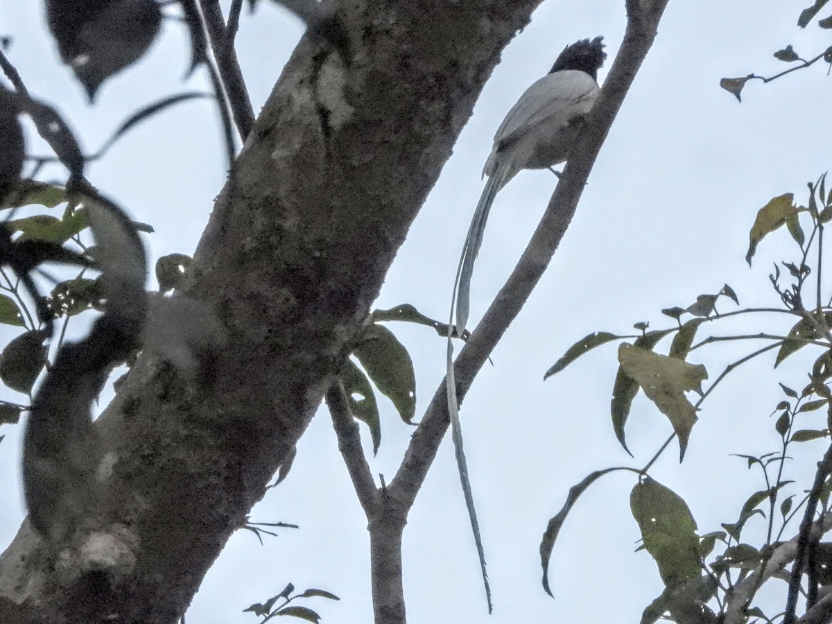 gråbrystparadismonark (floris/sumbaensis) - ML609376108