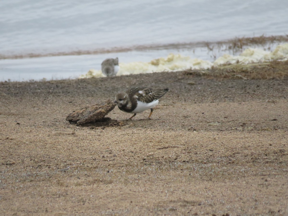 Ruddy Turnstone - ML609376246