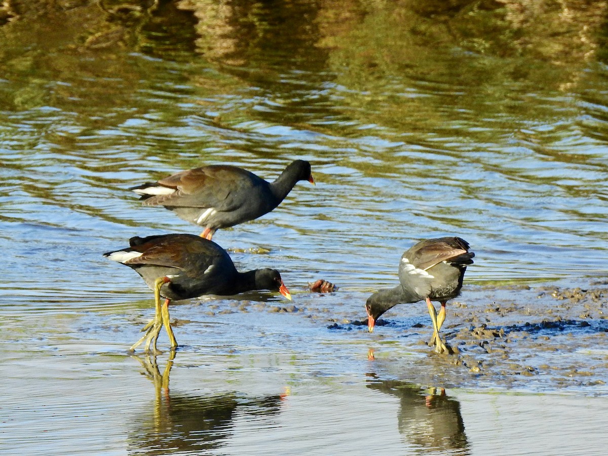 Common Gallinule (Hawaiian) - ML609376345