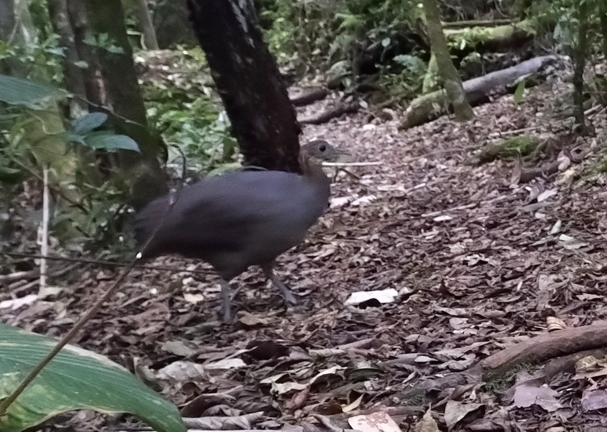 Solitary Tinamou - ML609376352