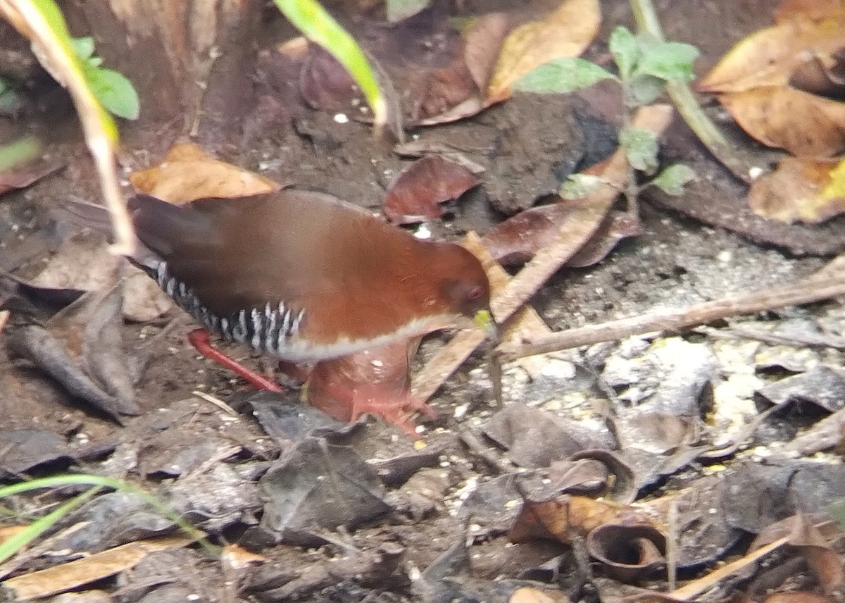 Red-and-white Crake - Carlos Otávio Gussoni