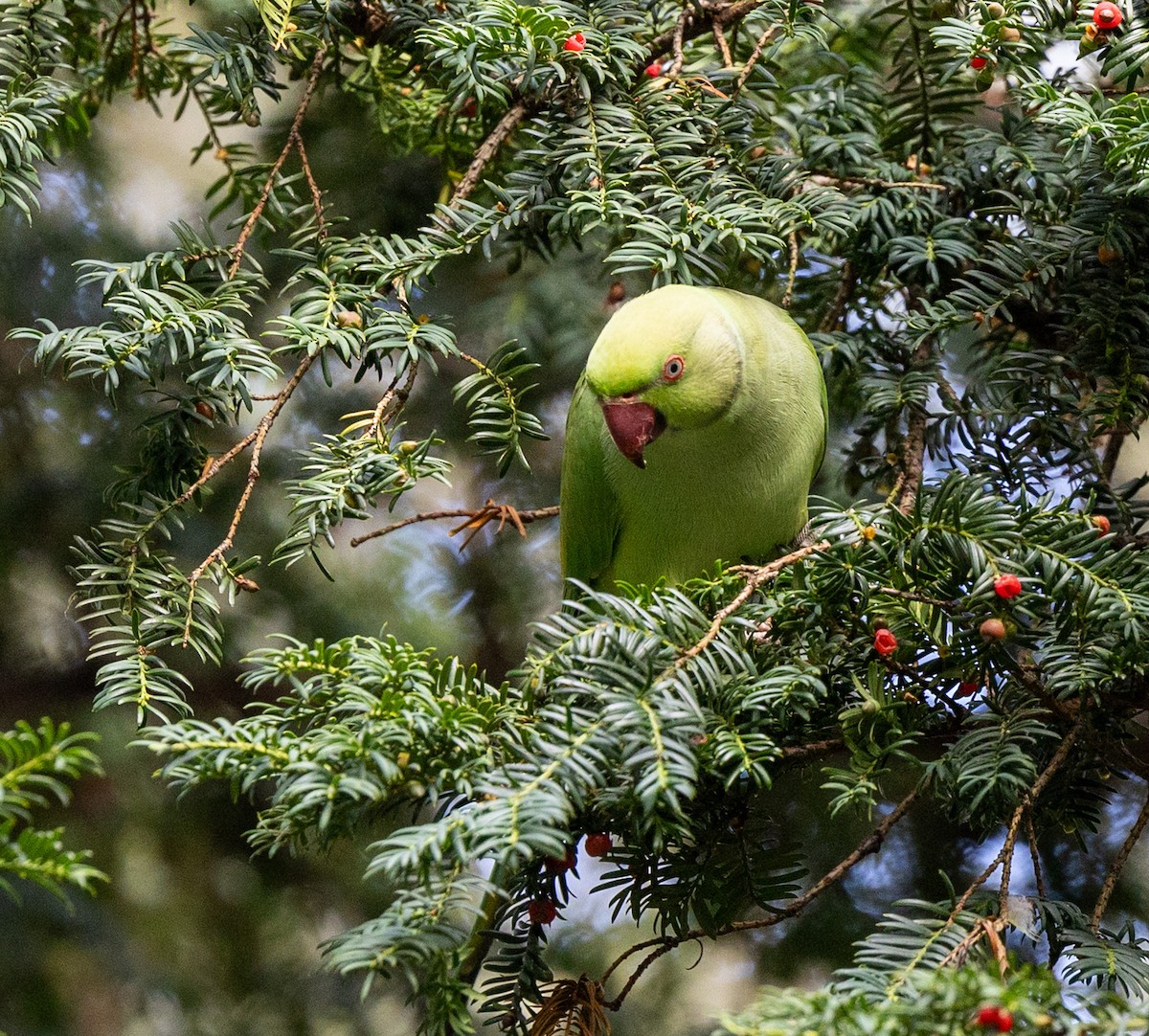 Rose-ringed Parakeet - ML609376408