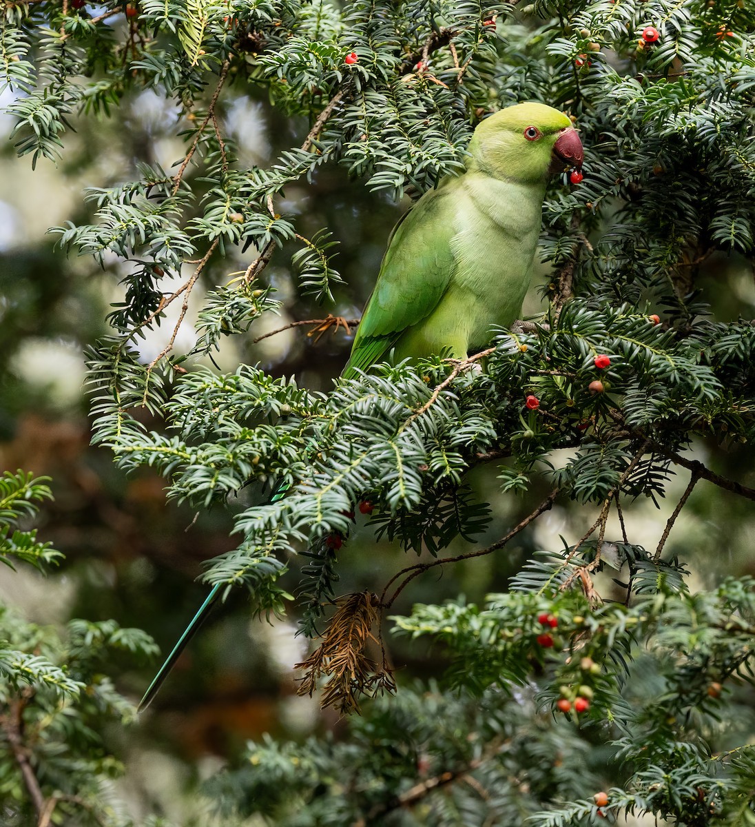Rose-ringed Parakeet - ML609376409