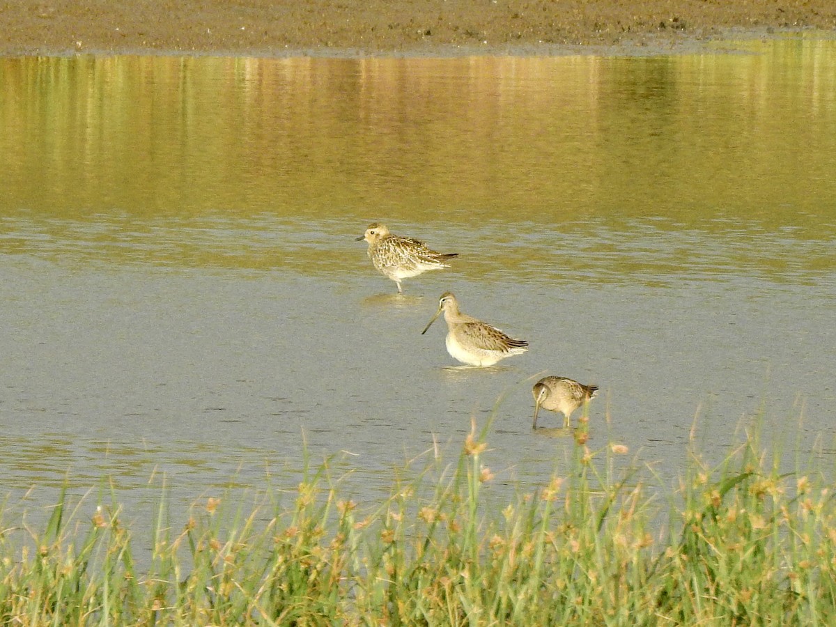 Long-billed Dowitcher - ML609376417