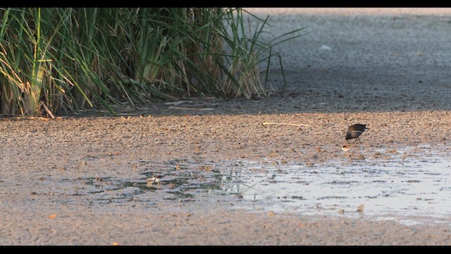 Gallinule poule-d'eau - ML609376552