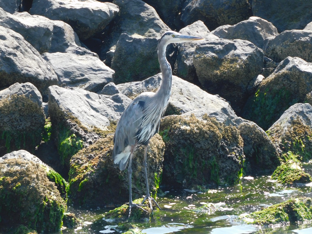 Great Blue Heron - Eli Martin