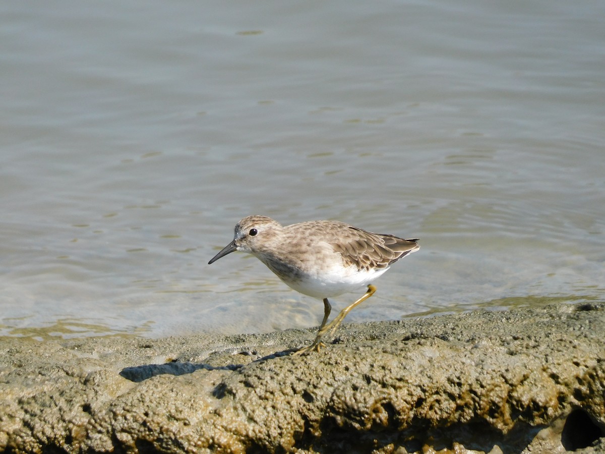 Least Sandpiper - ML609376602