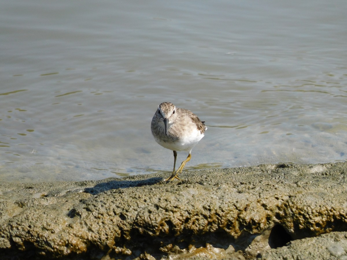 Least Sandpiper - ML609376603