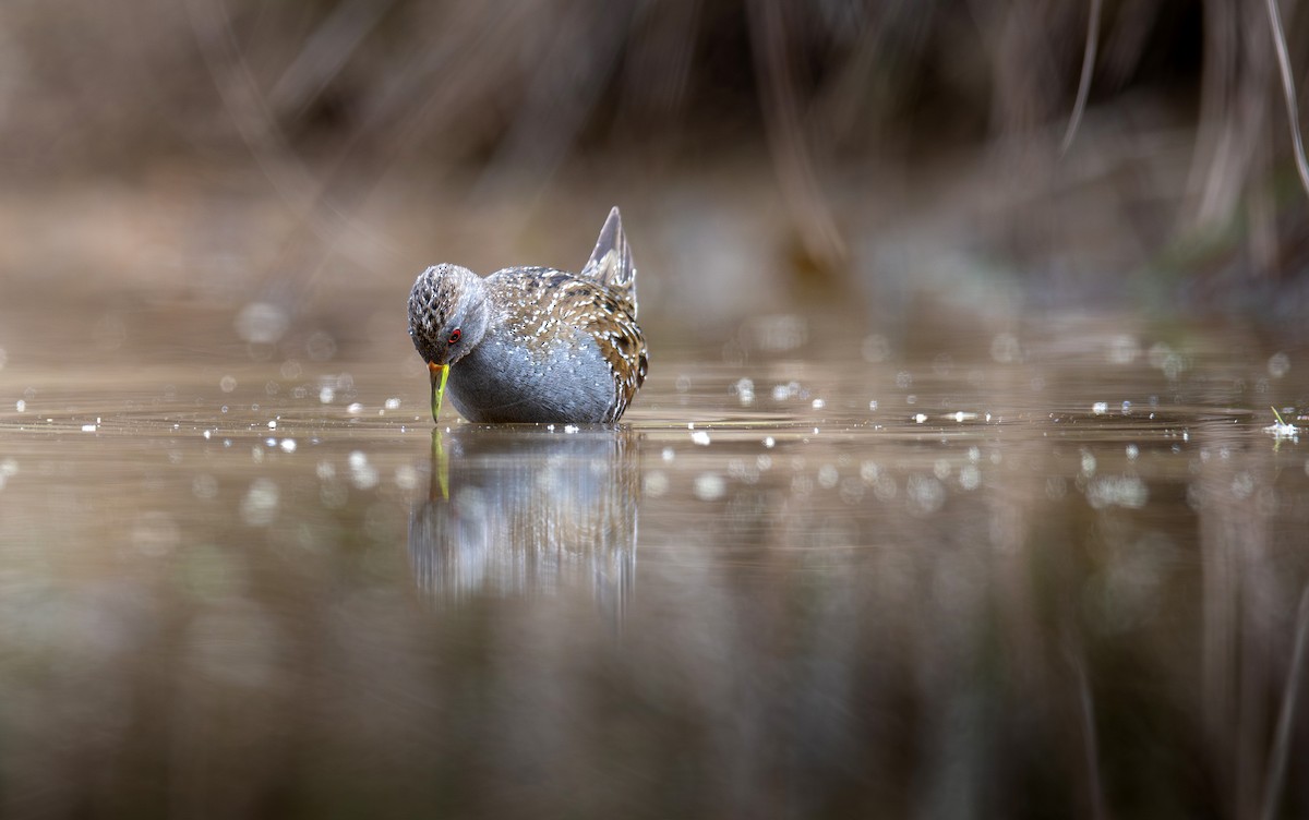 Australian Crake - ML609376666