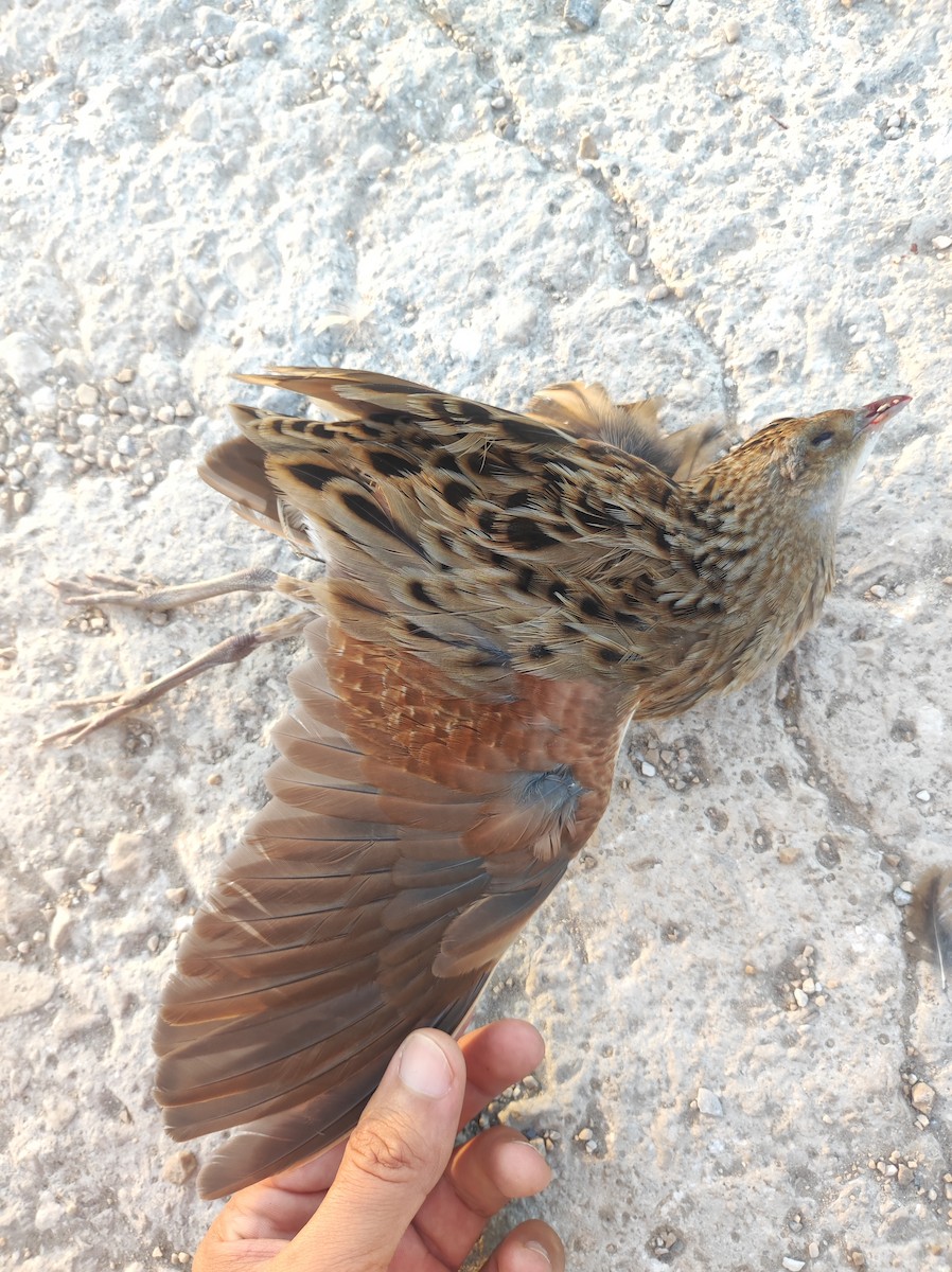 Corn Crake - Guillermo Piñal