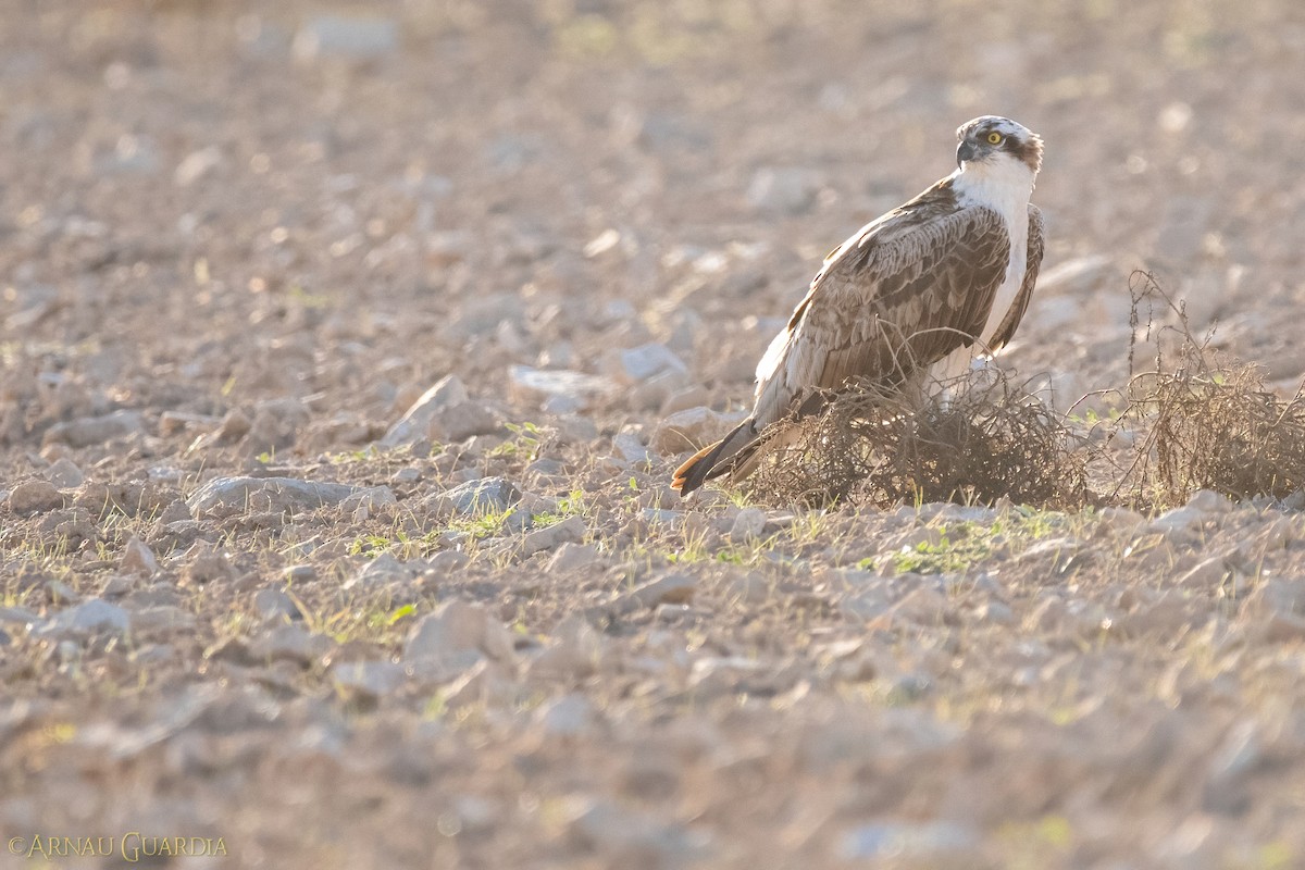 Osprey - ML609376744