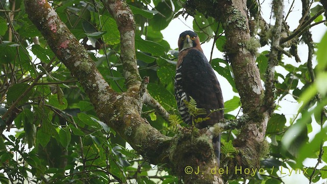 Ornate Hawk-Eagle - ML609376749