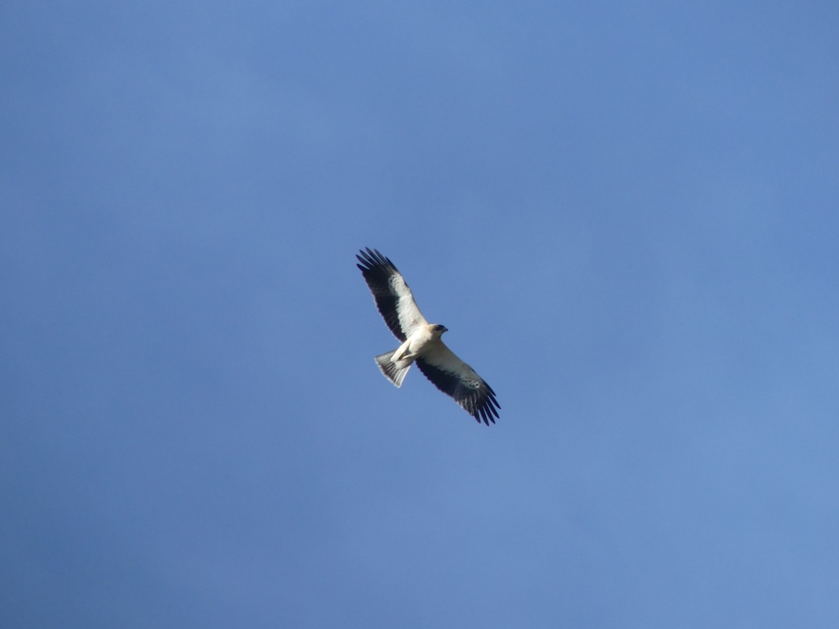 Booted Eagle - Juan Rodríguez Roa