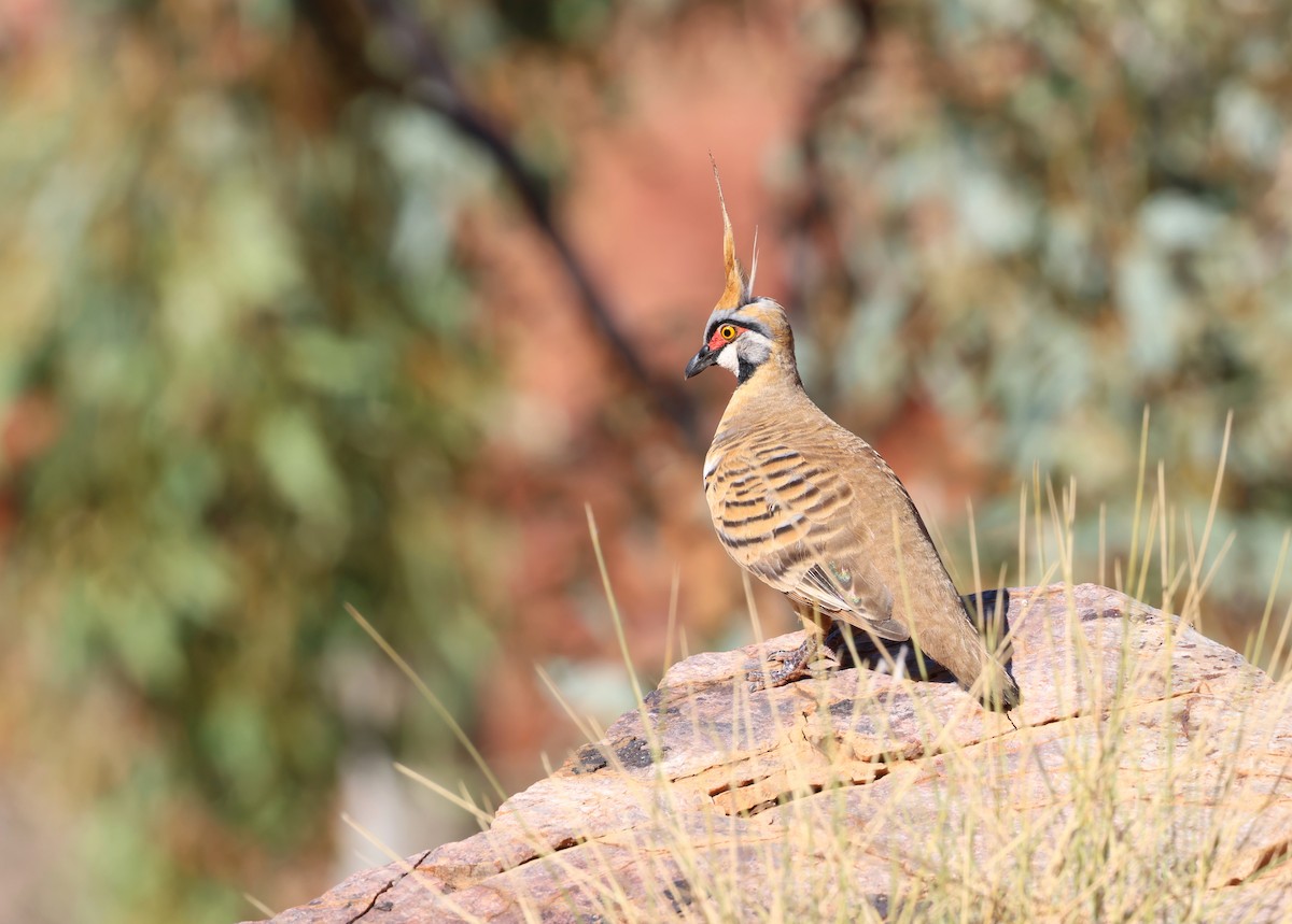 Spinifex Pigeon - ML609376919