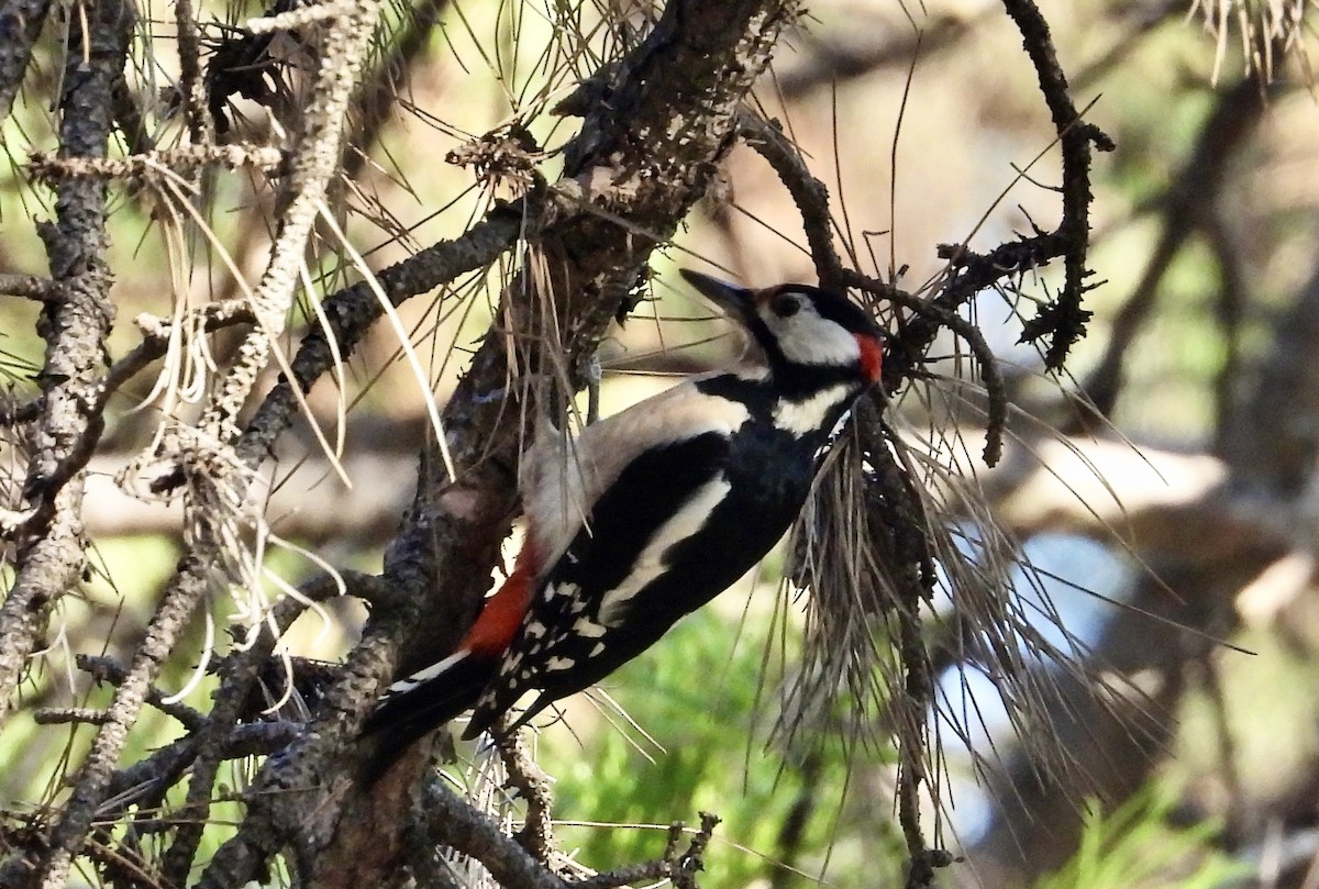 Great Spotted Woodpecker - ML609376924