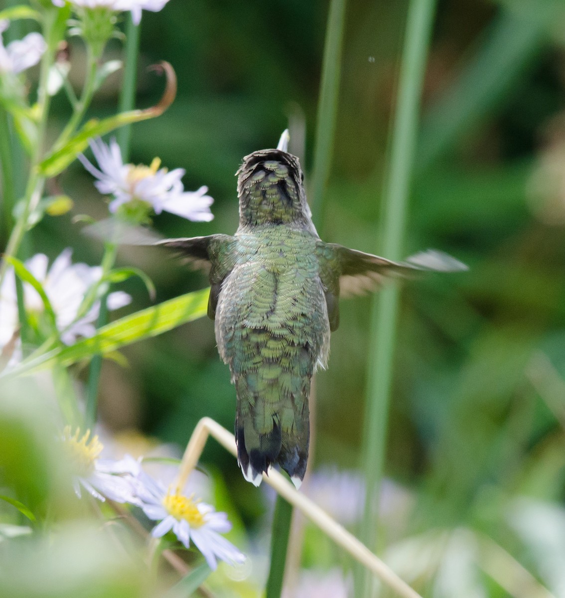 Ruby-throated Hummingbird - Alix d'Entremont