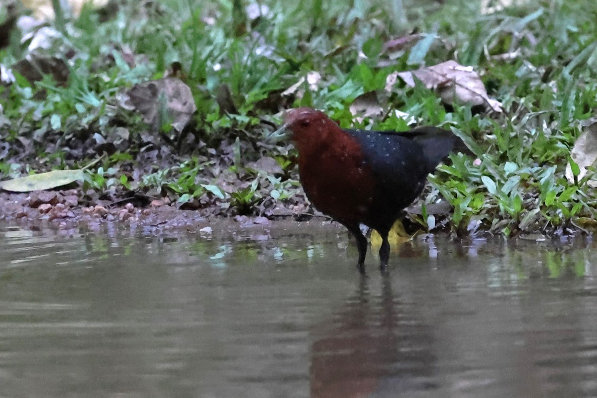 Red-necked Crake - Mark and Angela McCaffrey