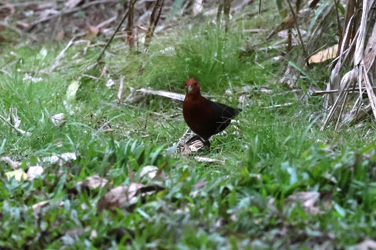 Red-necked Crake - Mark and Angela McCaffrey