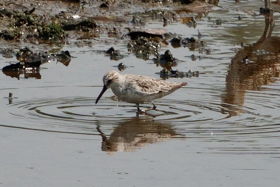 Сянби элсэг - ML609376968